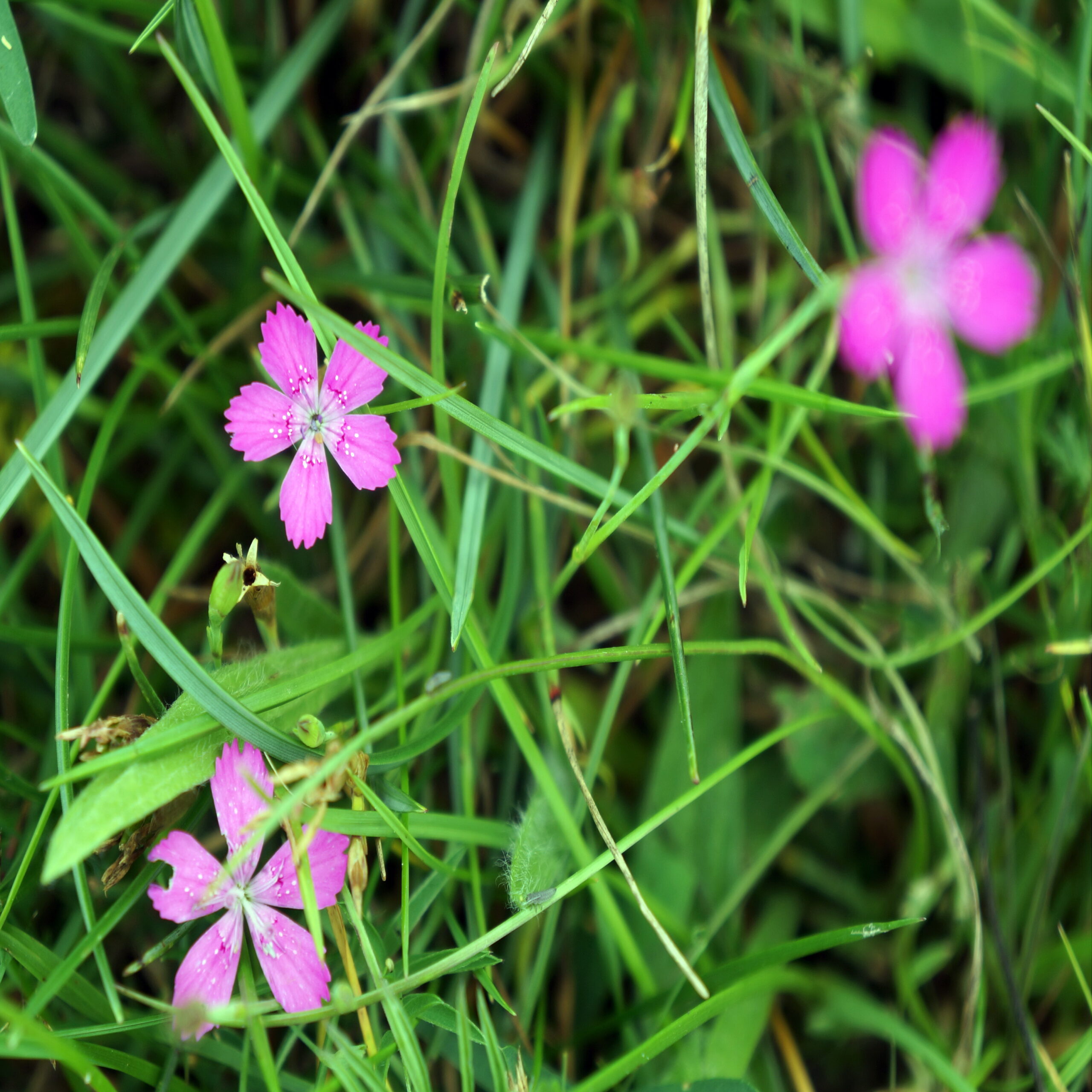 2016-07-24 02-18-27 -revA Blomster Mols