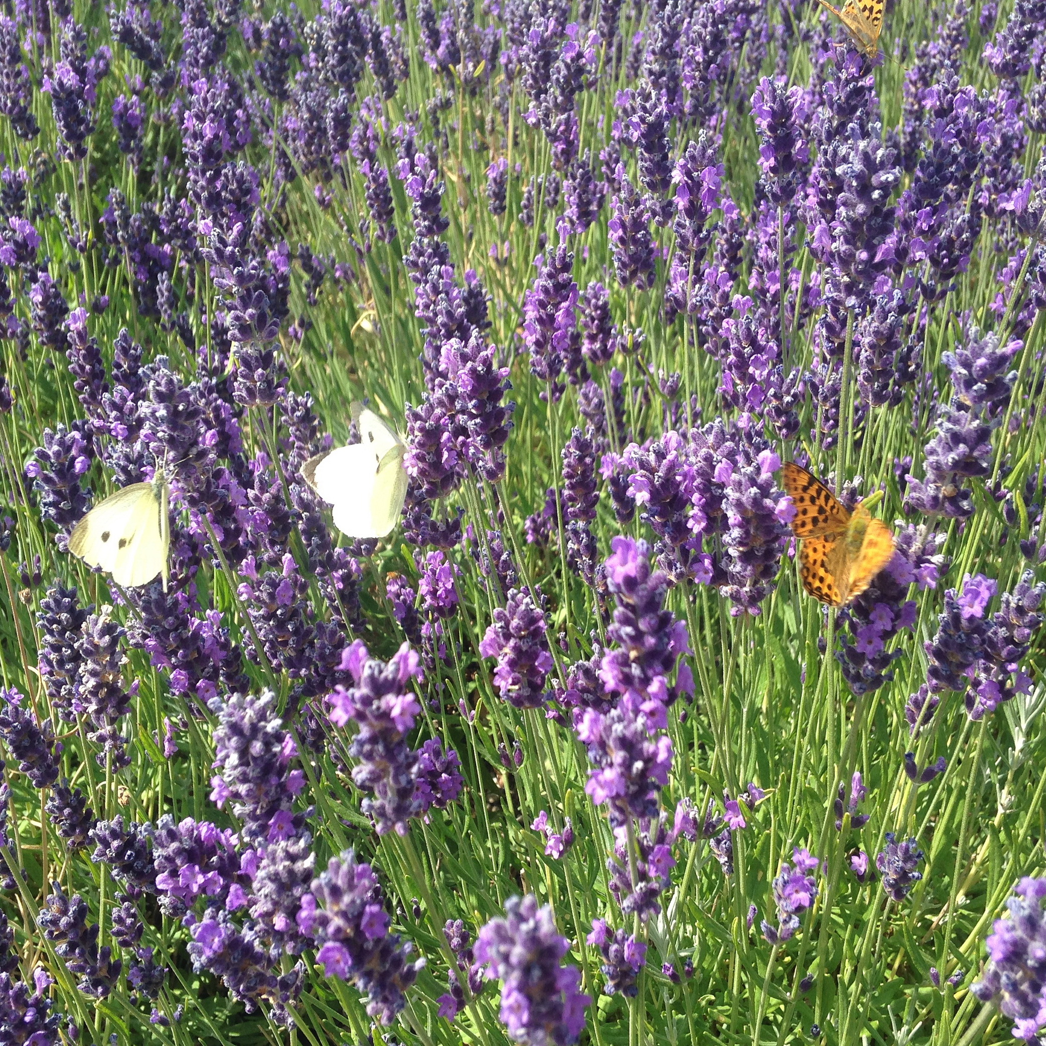 2018-07-08 11-27-10 rev A Sommer 2018