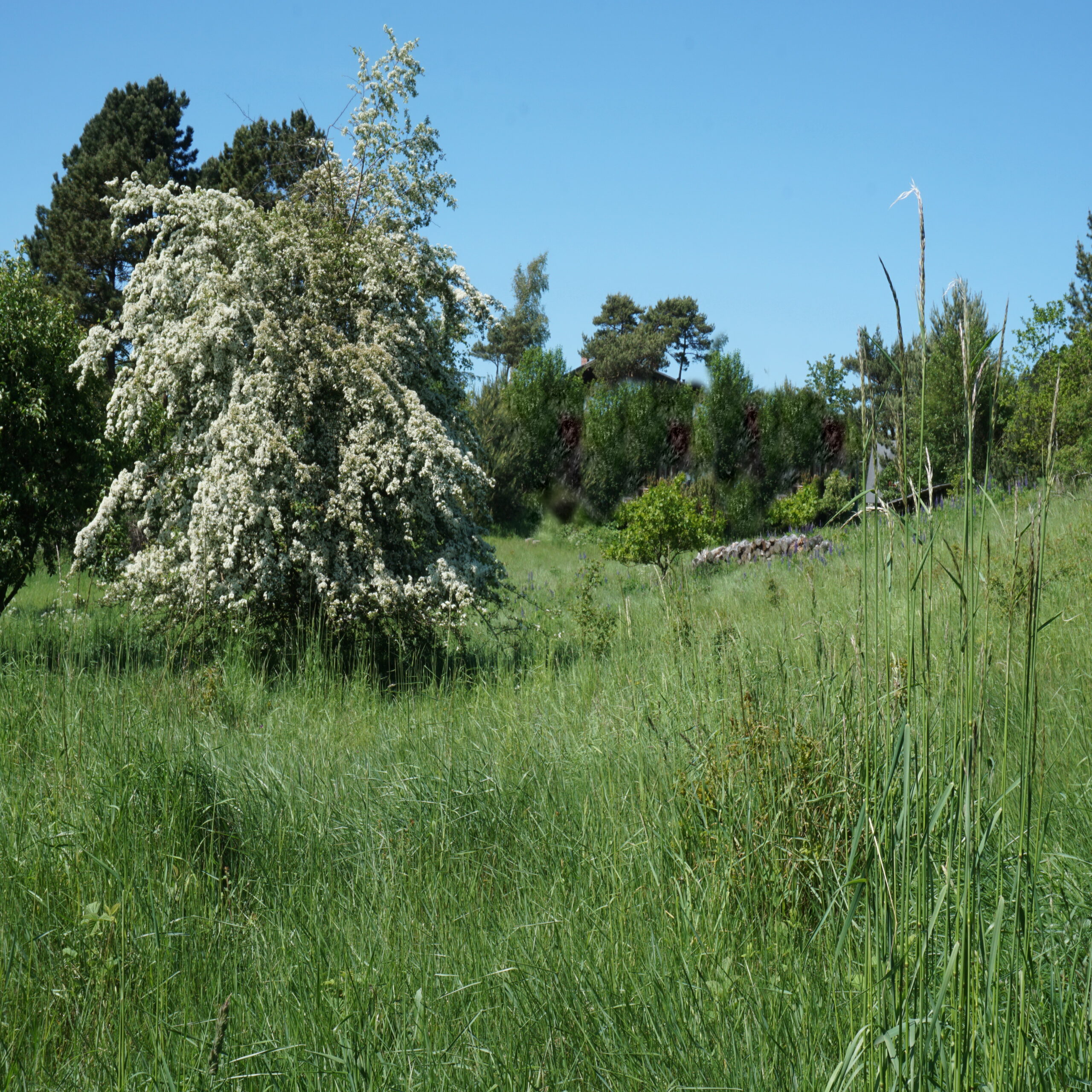 2019-05-31 14-40-01 revA Forår blomster