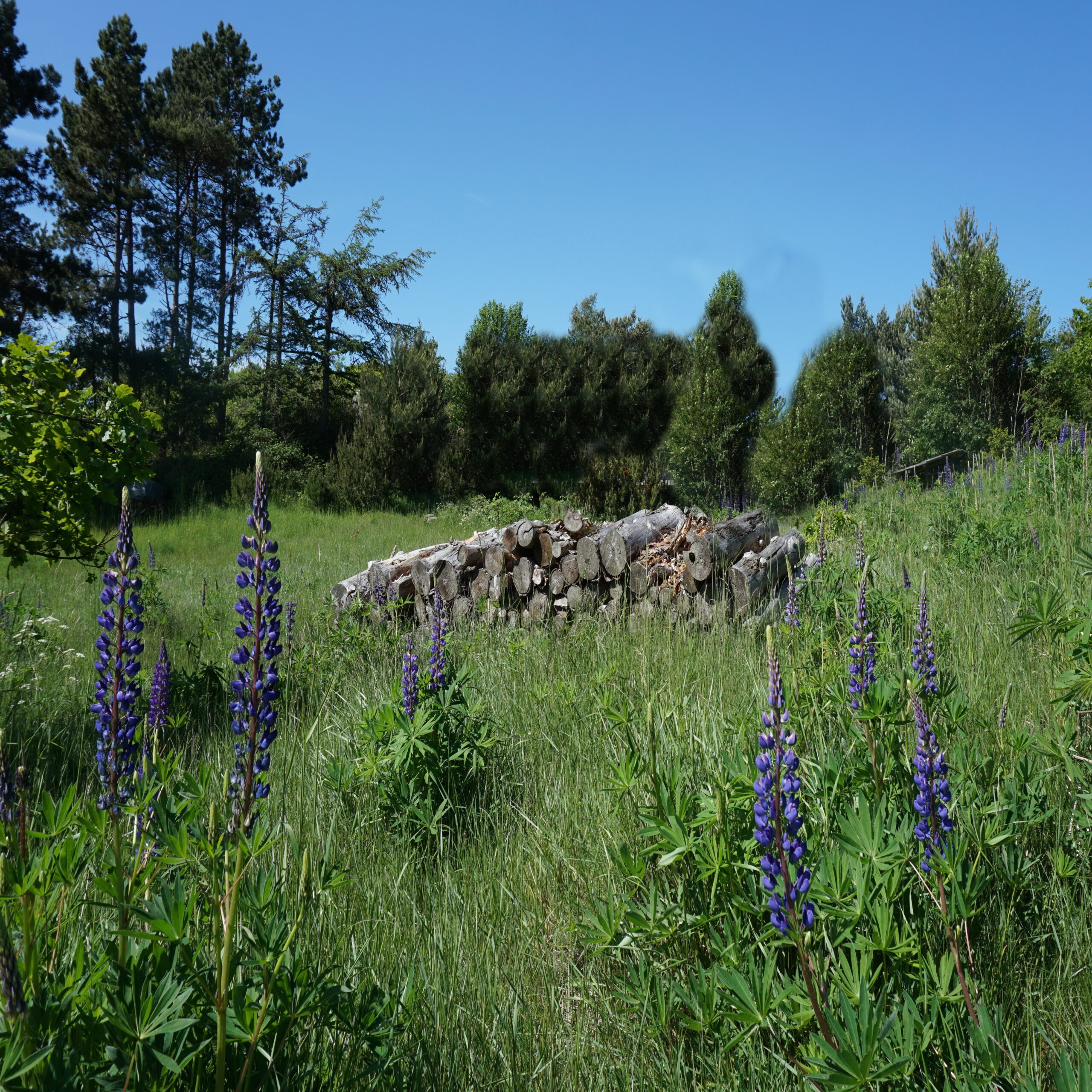 2019-05-31 14-53-45 revA Forår blomster