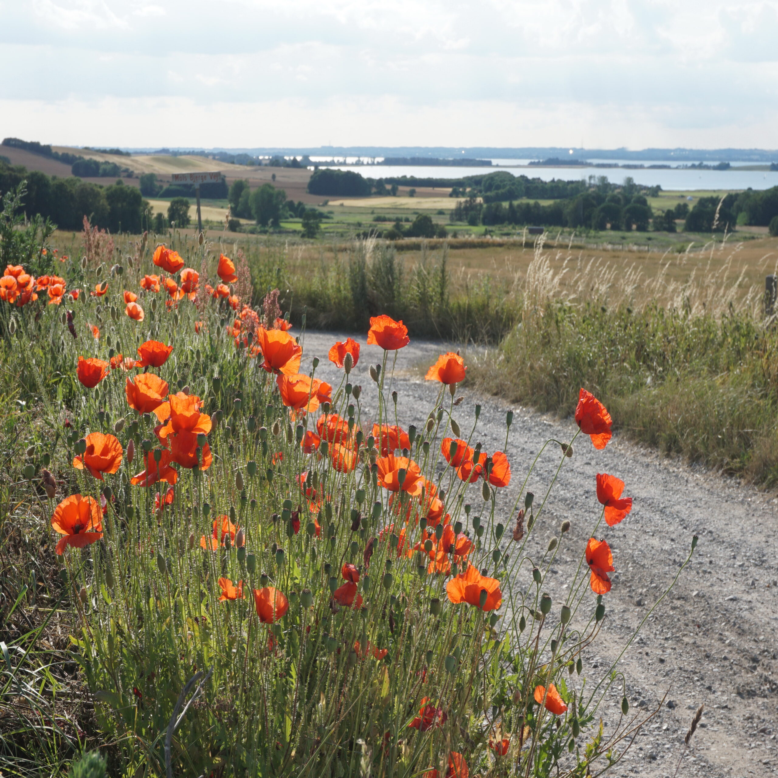 2019-07-17 18-17-43 - revA Blomster